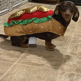 Mocha (Smokey the bear) - Dachshund