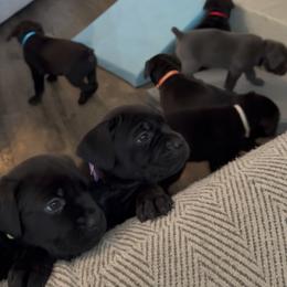 Cane Corso puppies from KJ Cane Corso