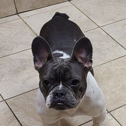 Maisie - French Bulldog