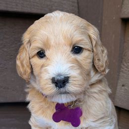 Miss Purple - Apricot female Australian Labradoodle puppy in Mount Gilead, North Carolina from Tillery Labradoodles