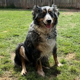 Australian Shepherds from Kamm's Aussies