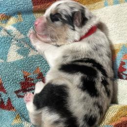 Australian Shepherd Puppies from Oceanside Aussies