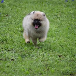 Keeshond Puppies from StarStruck Keeshonden