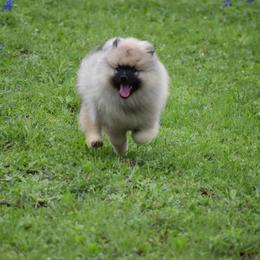 Keeshond Puppies from StarStruck Keeshonden