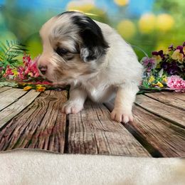 Miniature Australian Shepherd Puppies from Happy Tails, Colorado Mini Aussies
