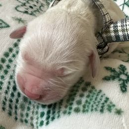 Golden Retriever Puppies from CoastalRetrieversva