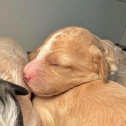 Apricot Female - Fawn and white female Sheepadoodle puppy in Cambridge, Ohio from Sweet Creek Pups