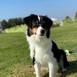 Eden - Australian Shepherd
