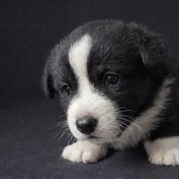 Sid - Black and white male Cardigan Welsh Corgi puppy in Kerens, West Virginia from Leather & Lace
