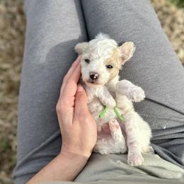 Ringo Starr - Parti male Poodle puppy in Dunn, North Carolina from Sandy Creek Kennels