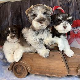 Miniature Schnauzer Puppies from Von Baron Schnauzers