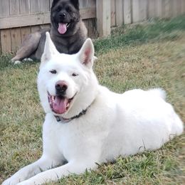 Akita All Grown Up from Loyally Akitas