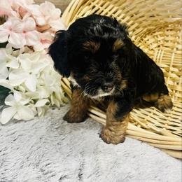 Lucy - Black tri-color female Aussiedoodle puppy in Hamilton, Michigan from White Pine Farm