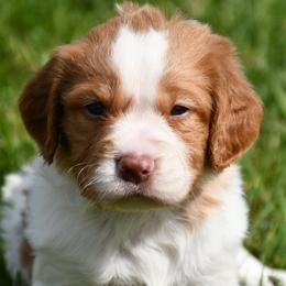 Brodie - Orange and white male Brittany puppy in Hollidaysburg, Pennsylvania from Royal Flush Farms
