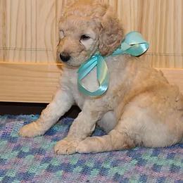 Poodle Puppies from Rines Ridge Poodles