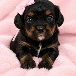 Kara - Supergirl - Tri-color female Cavapoo puppy in Austin, Texas from Haus of Doodles