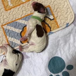 Jackson - Liver white and tan male English Springer Spaniel puppy in Borrego Springs, California from Desert Willow Kennel