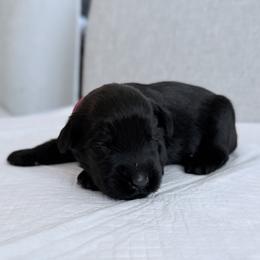 Lady Fuchsia - Black female Giant Schnauzer puppy in Wildomar, California from My Angel Schnauzers