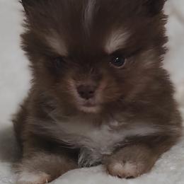 Pomsky Puppies from Puppy Pack