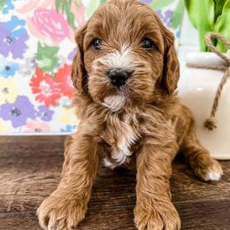 Cavapoo Puppies from Ruby's Cavapoos