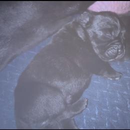 Boy 3 - Black male Cane Corso puppy in Douglasville, Georgia from Palazzo Cane Corso