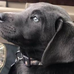 Dilute Retrievers from Palmetto Moon Labradors