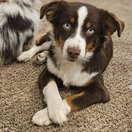 Toby Roux - Miniature Australian Shepherd