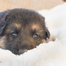 Australian Shepherd and German Shepherd Puppies from Trademark Kennels