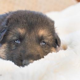 Australian Shepherd and German Shepherd Puppies from Trademark Kennels
