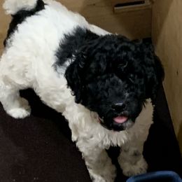 Goldendoodle and Poodle Puppies from Breedadoodle