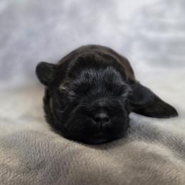 Sasha - Chocolate and tan female Shih Tzu puppy in Ronda, North Carolina from Willow River