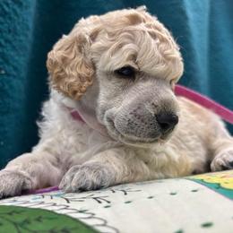 Joy - White female Poodle puppy in Athol, Massachusetts from DoeValley Standard Poodles