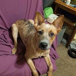 Rose - Australian Cattle Dog