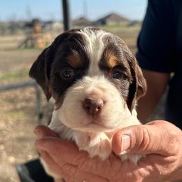 White - Liver white and tan female English Springer Spaniel puppy in Godley, Texas from Legacy Springer Spaniels