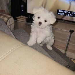 Maltese Puppies from Emotional Amor Support