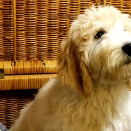 Goldendoodle Puppies from Toneytails Doodles