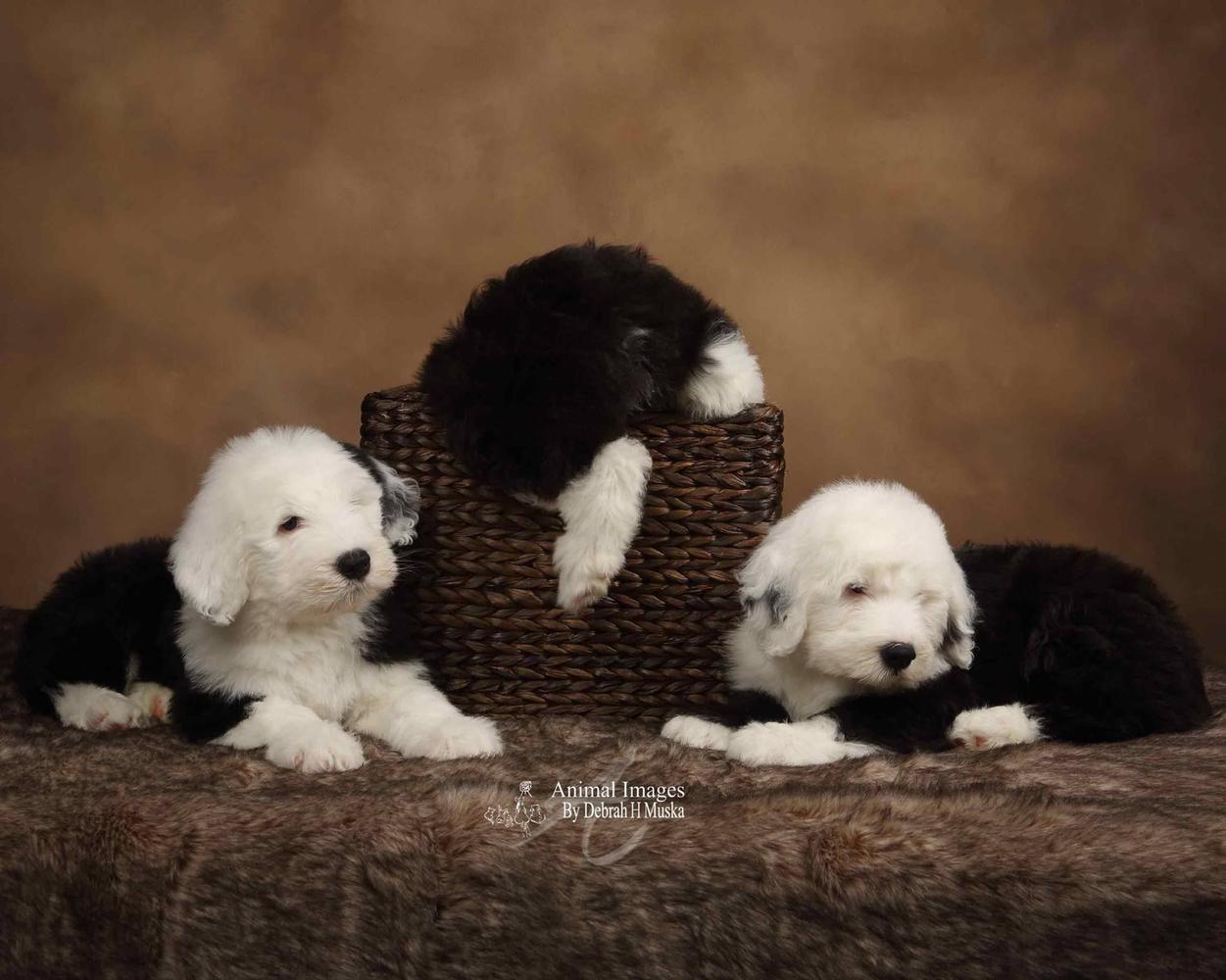Pastor ovejero ingles (Tomas)  Old english sheepdog puppy, Old