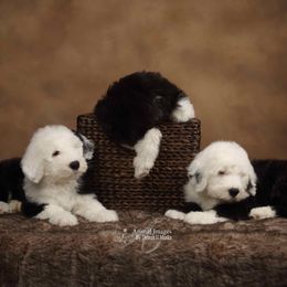 Old English Sheepdog Puppies from Beth VanDervort's Old English Sheepdogs