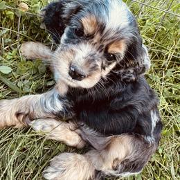 Boy 1 - Neon - Black and white male Cocker Spaniel puppy in Ellenboro, North Carolina from Chantels Spaniels
