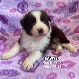 Sawyer - Red & white male Australian Shepherd puppy in Bethany, Connecticut from Wynter Thyme Manor Australian shepherds