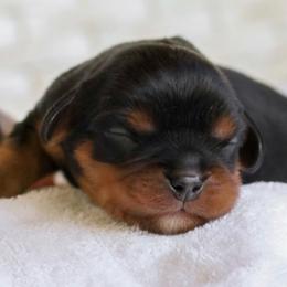 Boy 4 - Black and tan male Cavalier King Charles Spaniel puppy in Saint Augustine, Florida from STARGAZER CAVALIERS