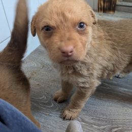 Zephyrus - Sedge Chesapeake Bay Retriever puppy in Soap Lake, Washington from Desert Oasis Kennels