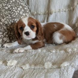 Misty - Blenheim female Cavalier King Charles Spaniel puppy in Stevens, Pennsylvania from Jodi's Cavalier King Charles Spaniels and Cavapoos