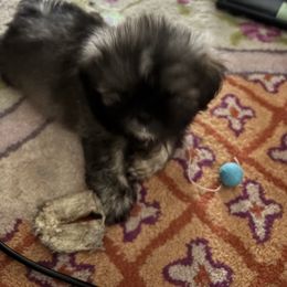 Boy 2 - Chocolate and tan male Shih Tzu puppy in Pennsylvania from Season's Shih Tzus