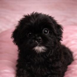 Black Girl2 - Black and white female Shih Tzu puppy in Hillsdale, Michigan from Prairie Fen Farm