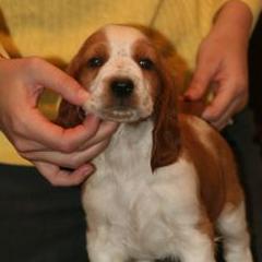 Welsh Springer Spaniels from Braith Welsh Springer Spaniels