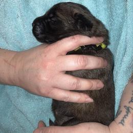 Ms. Lime - Reddish brown female Leonberger puppy in Cypress, Texas from Magnolia Leos