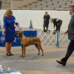 Rhodesian Ridgeback Puppies from Aziza Ridgebacks