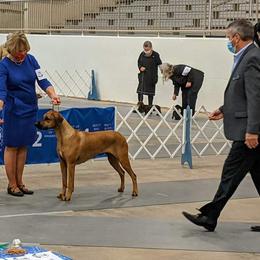 Rhodesian Ridgeback Puppies from Aziza Ridgebacks