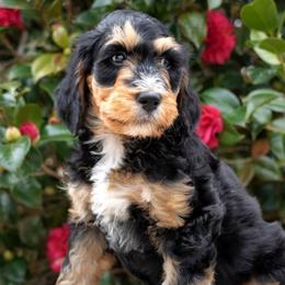 Mabel - Phantom female Bernedoodle puppy in Folsom, Louisiana from DoodlesFarmCo
